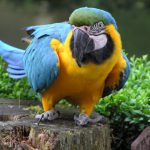 Blue & Gold Macaw parrot