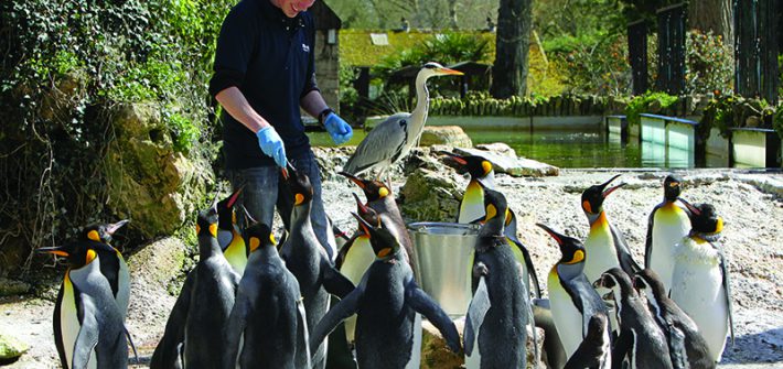 Feeding the penguins 1 710x335 - 3.00 Penguin Feeding Display