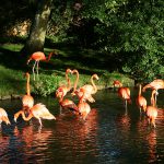 Flamingos at Birdland Park & Gardens