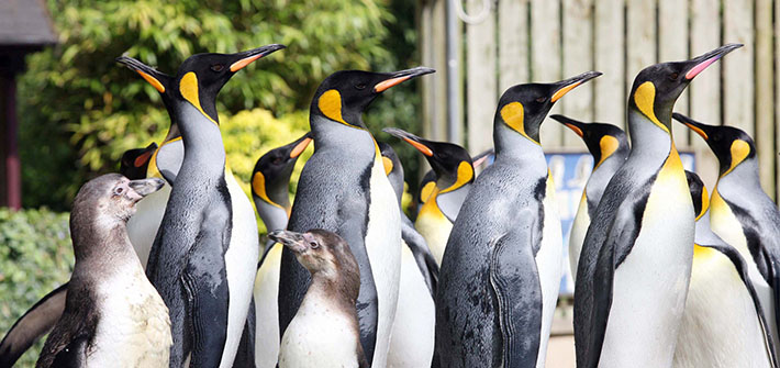 Penguins Birdland Park and Gardens in Gloucestershire