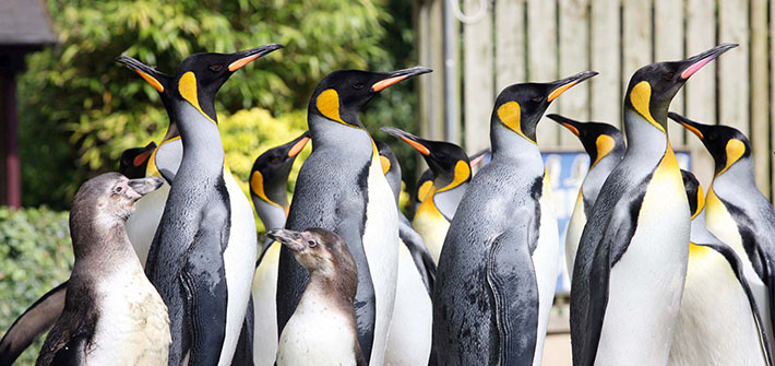 Birdland Park and Gardens in Gloucestershire