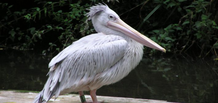 Pink-backed-Pelican