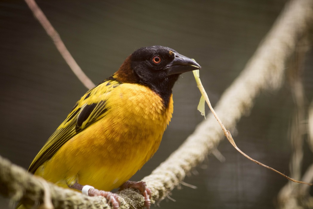 Village Weaver, Out of Africa at Birdland Park and Gardens