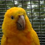 golden conure 1 150x150 - Spring is in the Air!