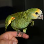 Yellow Shouldered Amazon 2013 22 1 150x150 - Yellow Shouldered Amazon