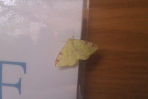 Brimstone moth 300x200 - Week 36 - Finding feathers