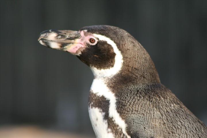 Humboldt 8 Small 1 - Species Spotlight - Humboldt Penguin