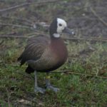 White Faced Whistling Duck 3 Small 150x150 - Species Spotlight - White Faced Whistling Duck