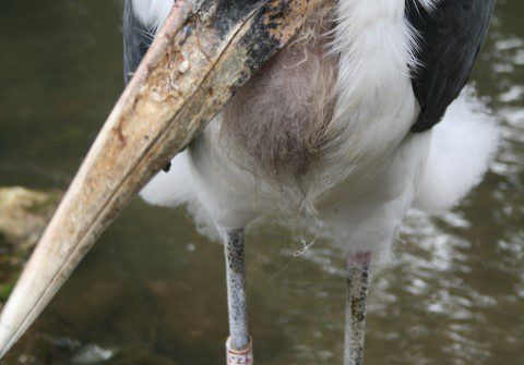Marabou Stork 3 Small 1 480x335 - Ugly Stork Seeks Feathered Friend