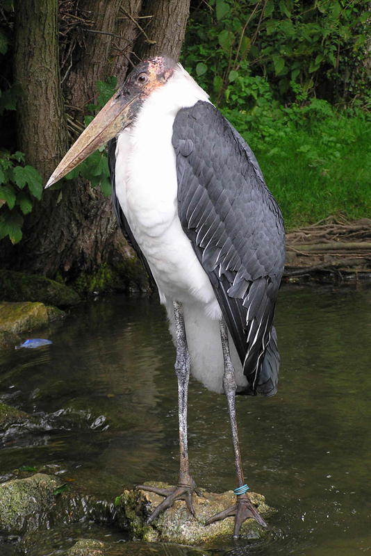Ugly Stork Seeks Feathered Friend Birdland Park Gardens
