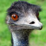 emu 1 150x150 - Emu