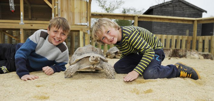 Birdland Meeting the Giant Tortoises 1 710x335 - 12.30 Meet the Keeper