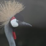 Crowned Crane 14 150x150 - Species Spotlight - East African Crowned Crane