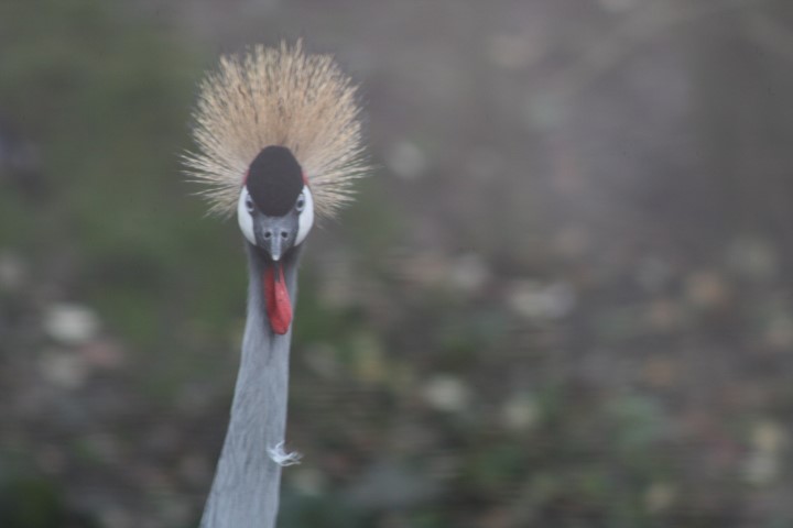 Crowned Crane 9 1 - Species Spotlight - East African Crowned Crane