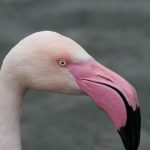 Greater Flamingo 22 150x150 - 9th of May, 2014 - Species Spotlight - Greater Flamingo