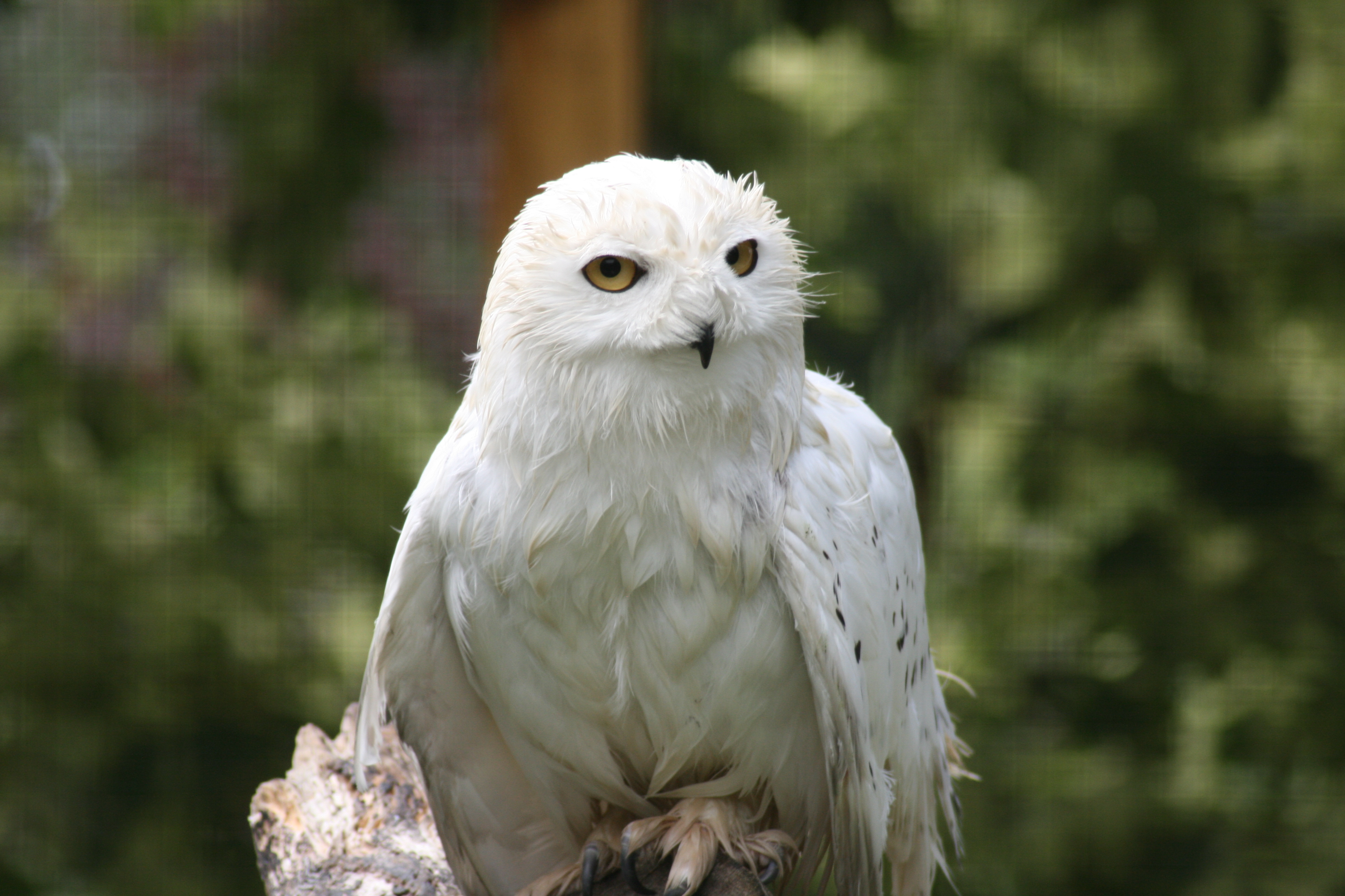 Species Spotlight - Snowy Owls | Birdland Park & Gardens