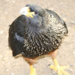 Striated Caracara 1 1 150x150 - Striated Caracara