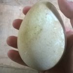 King Penguin Egg at Birdland 150x150 - King Penguin Egg Laid at Birdland