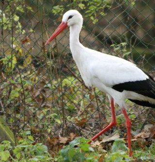 White Stork 3 1 320x335 - 18th of July 2014 - Species Spotlight White Stork