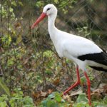 White Stork 3 150x150 - 18th of July 2014 - Species Spotlight White Stork