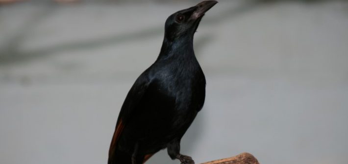 Red Winged Starling 2 1 710x335 - 8th of August, 2014 - Species Spotlight - Red Winged Starling