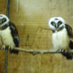 Spectacled Owls 150x150 - 1st of August, 2014 - Species Spotlight - Spectacled Owl