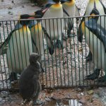 IMG 8129 150x150 - 17th of October 2014 - Species Spotlight King Penguin Chick 2