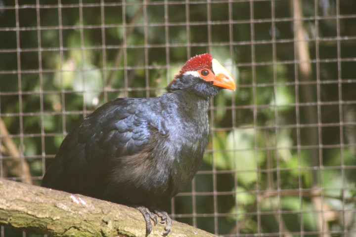 Violaceous Touraco 7 1 - 28th of November 2014 - Species Spotlight Violaceous Turaco