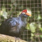 Violaceous Touraco 7 150x150 - 28th of November 2014 - Species Spotlight Violaceous Turaco