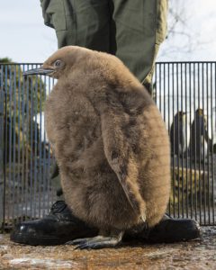 Big fluffy chick 240x300 - King Penguin Chick’s first adult feathers peep through