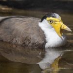 Masked Lapwing Masked Plover 6290667 150x150 - Masked Lapwing