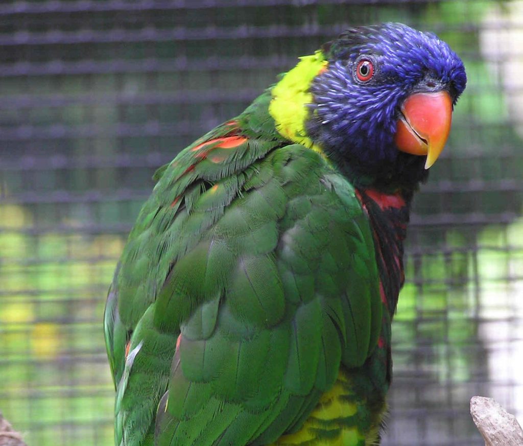 Rainbow Lorikeet Birdland Park & Gardens