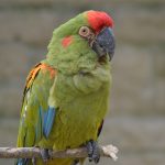 Red Front Macaw at Birdland Park & Gardens