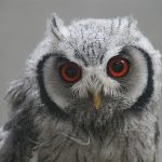 Northern White-faced Owl