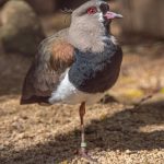 Southern Lapwing Southern Lapwing 5302467 150x150 - Southern Lapwing