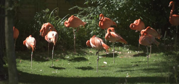 Flamingos at Birdland Park & Gardens