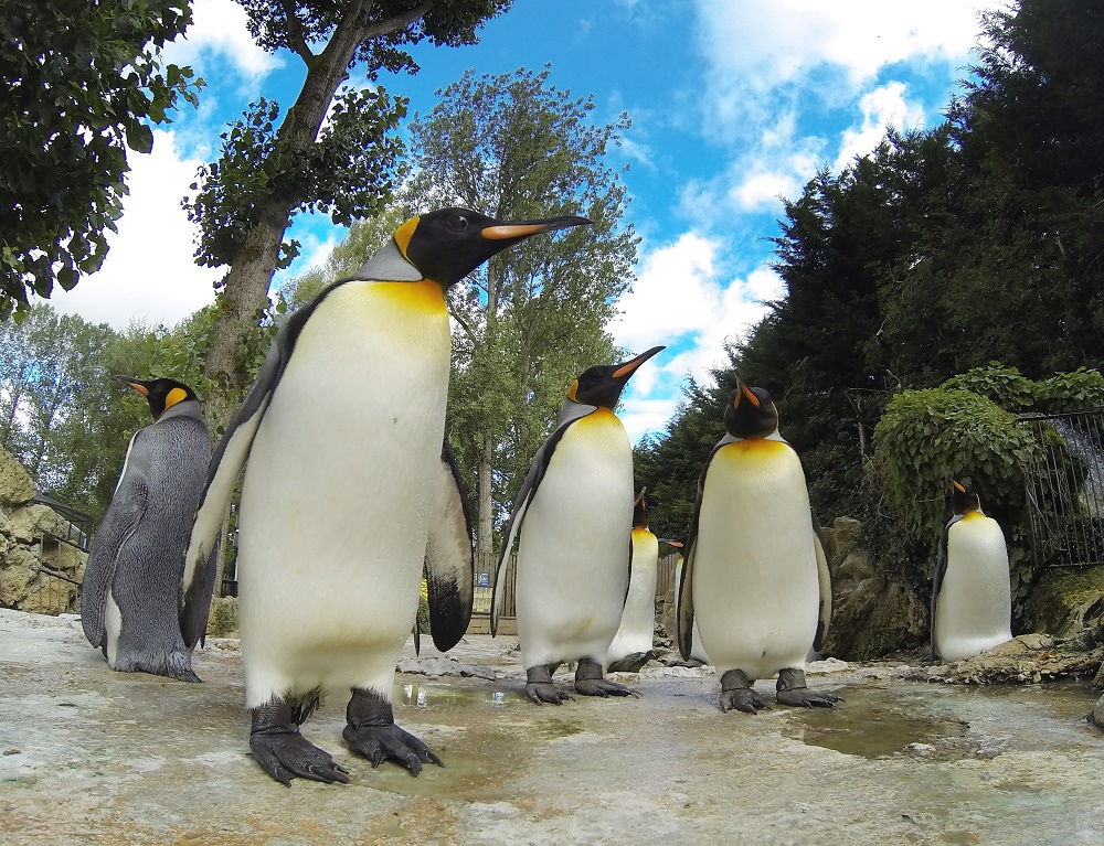 King Penguins at Birdland