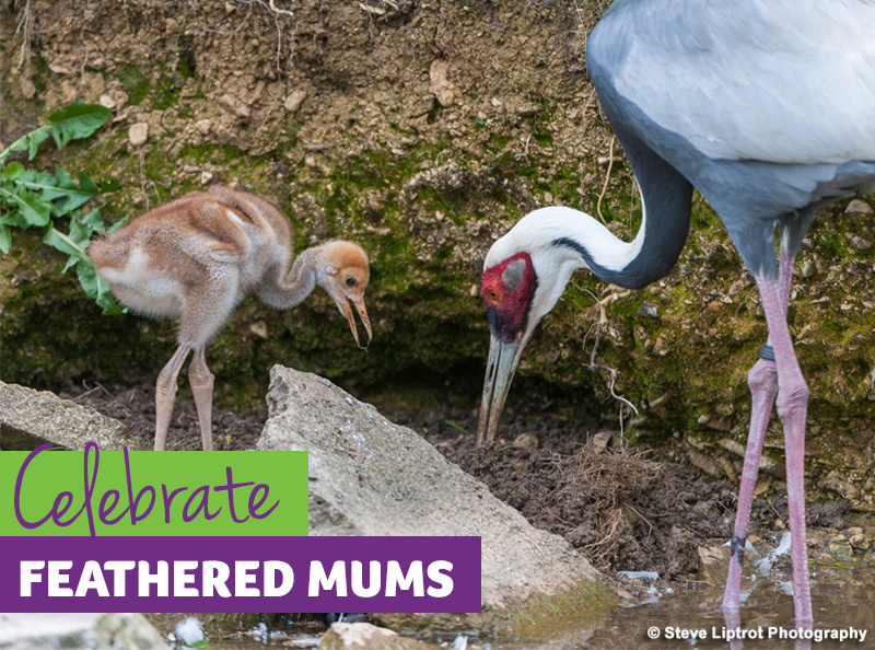 Celebrate feathered mums 1 - Birdland Celebrates Mother's Day in Bourton On The Water