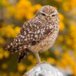 Burrowing Owl and at Birdland