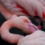 Flamingos at Birdland photo credit Cotswold House Photography 1 150x150 - What's On 2024