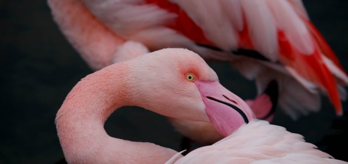 Out of Africa Flamingos at Birdland Park & Gardens