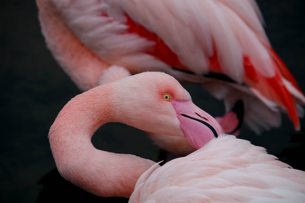 Out of Africa Flamingos at Birdland Park & Gardens