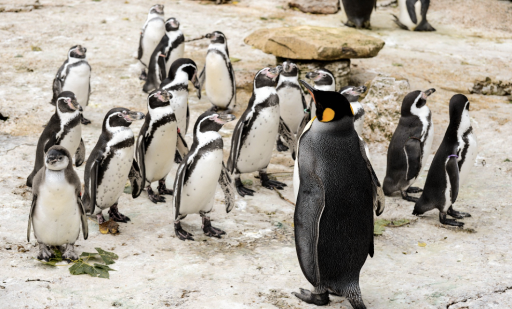 King Penguins at Birdland Park & Gardens