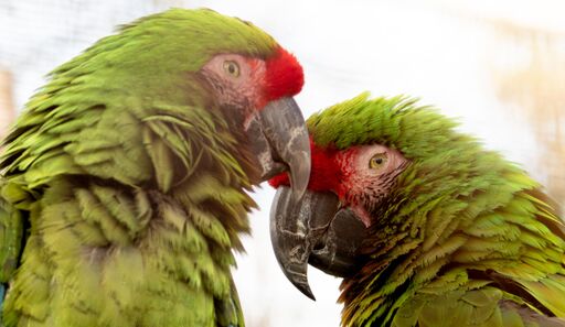 Parrots at Birdland Park & Gardens
