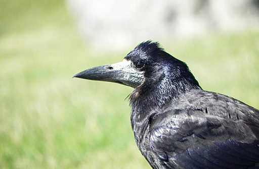 Crow at Stonehenge 1 512x335 - Curious About Crows this Halloween