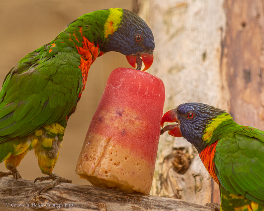 Parrots Facts at Birdland Park & Gardens
