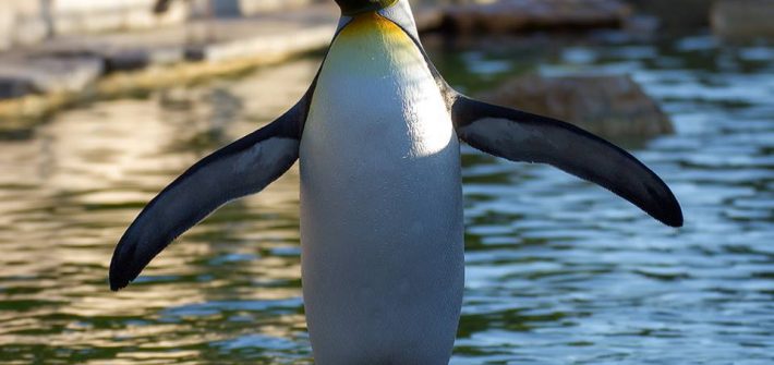 Spike the Penguin at Birdland Park & Gardens