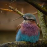jan 2020 Lilac breasted roller3 8510 150x150 - Lilac Breasted Roller
