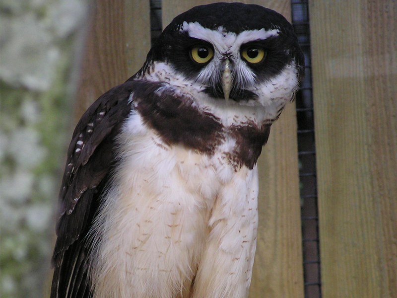 spectacled Owls at Birdland