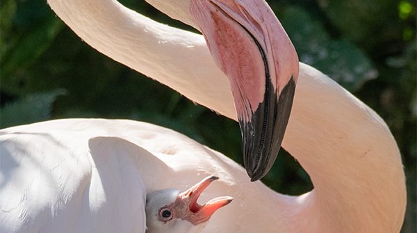 Flamingo chick at birdland 600x335 - Birdland to Celebrate Hens, Pens and Feathered Females for Mother’s Day